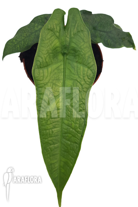Alocasia sulawesi ‘Green carpet’