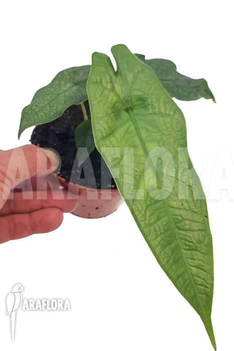 Alocasia sulawesi ‘Green carpet’