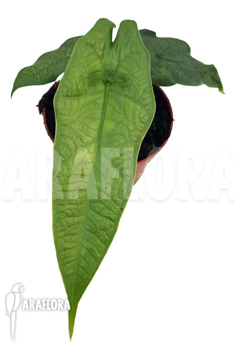 Alocasia sulawesi ‘Green carpet’