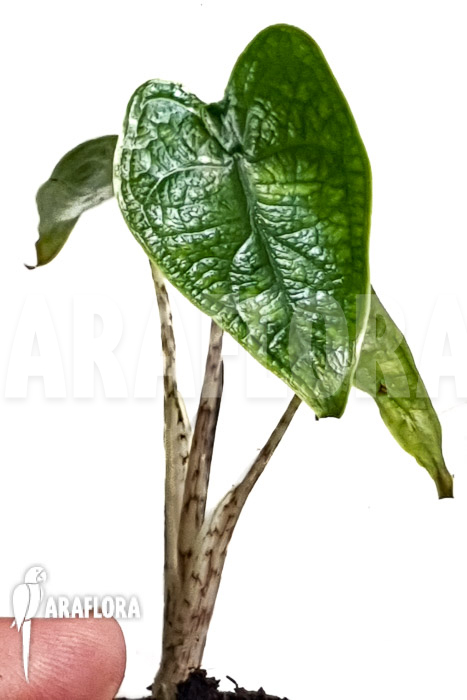 Alocasia zebrina reticulata ‘S’
