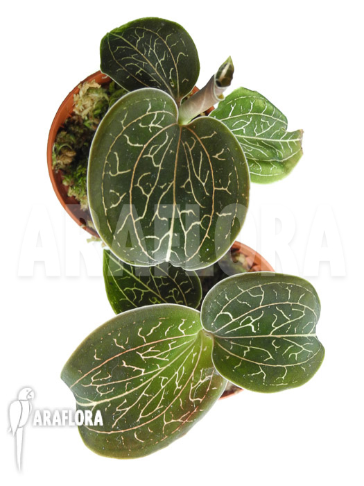 Anoectochilus chapaensis