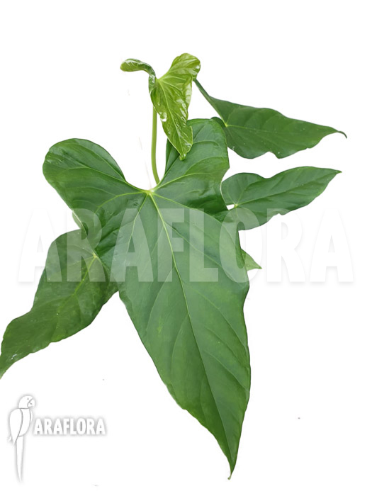 Anthurium balaloanum