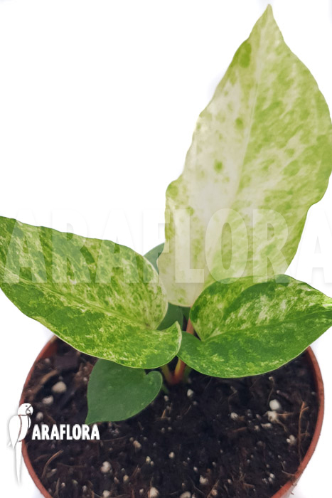 Anthurium bonplandii variegata