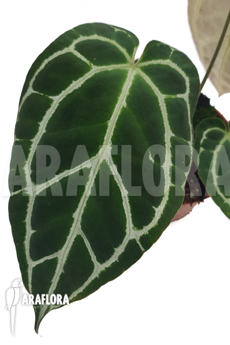 Anthurium chrystallinum