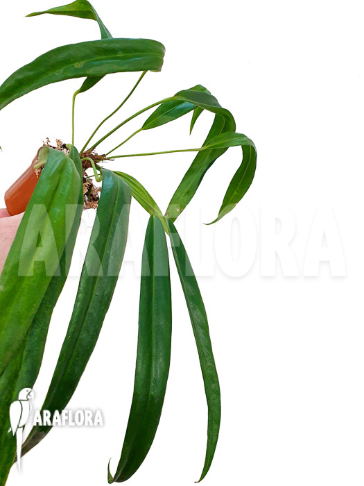 Anthurium friedrichsthalii