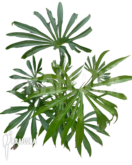 Anthurium pedatoradiatum ‘XL’