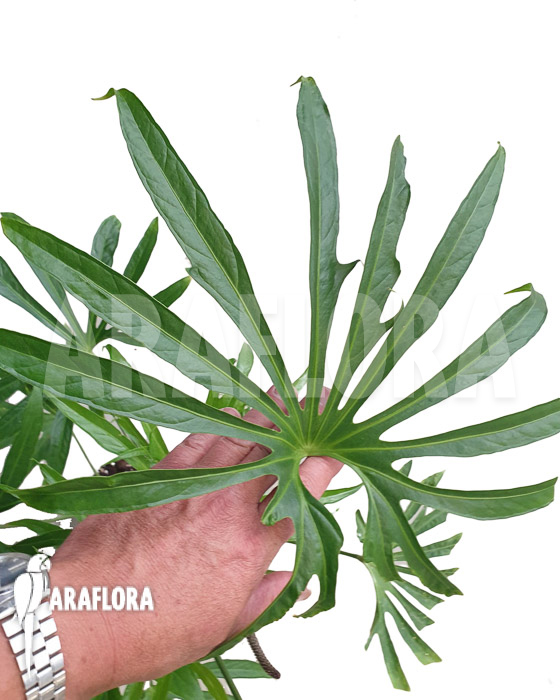 Anthurium pedatoradiatum ‘XL’