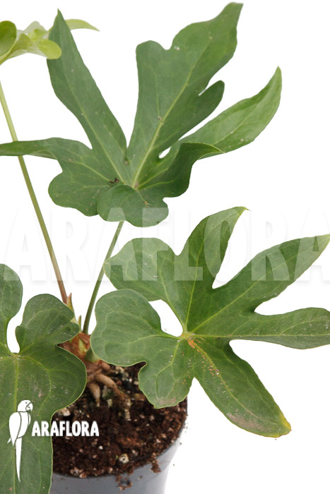 Anthurium podophyllum