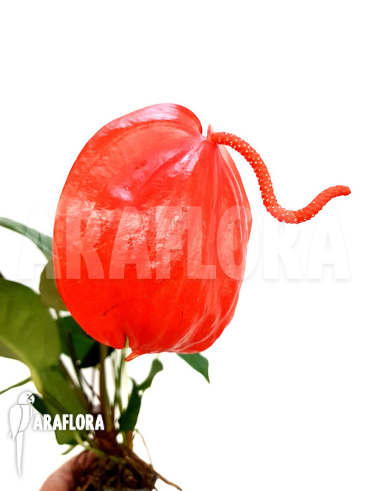 Anthurium scherzerianum ‘Large’