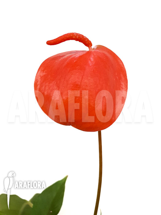 Anthurium scherzerianum ‘Medium’