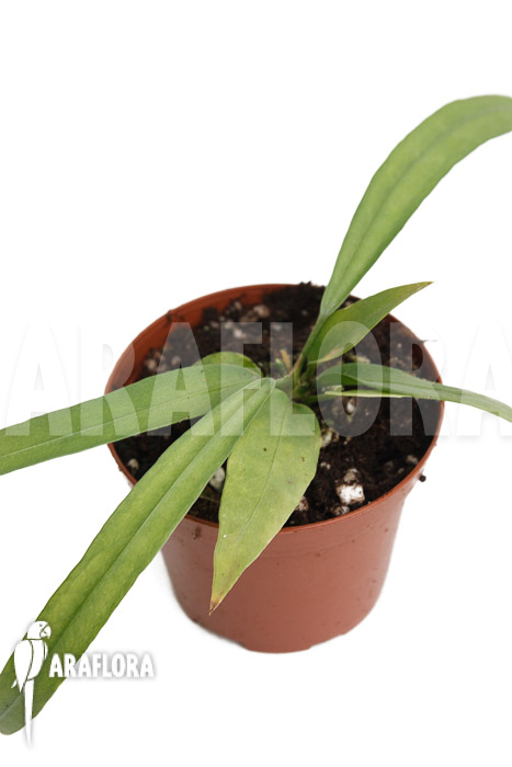 Anthurium vittarifolium typeH ‘small’