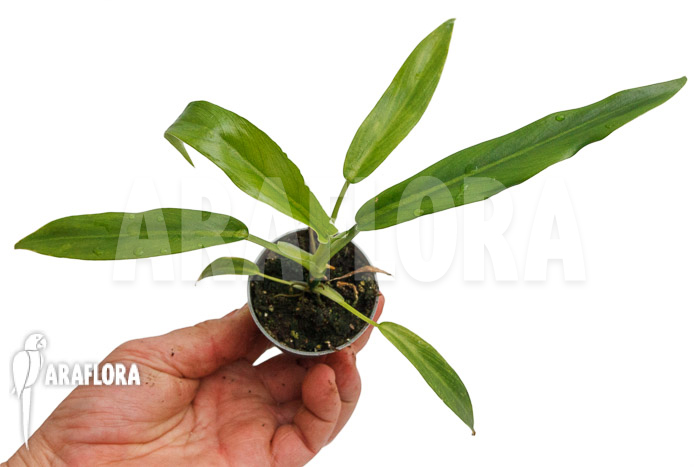 Anthurium vittarifolium typeH ‘small’