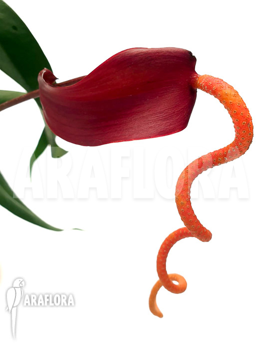 Anthurium wendlingeri x scherzerianum