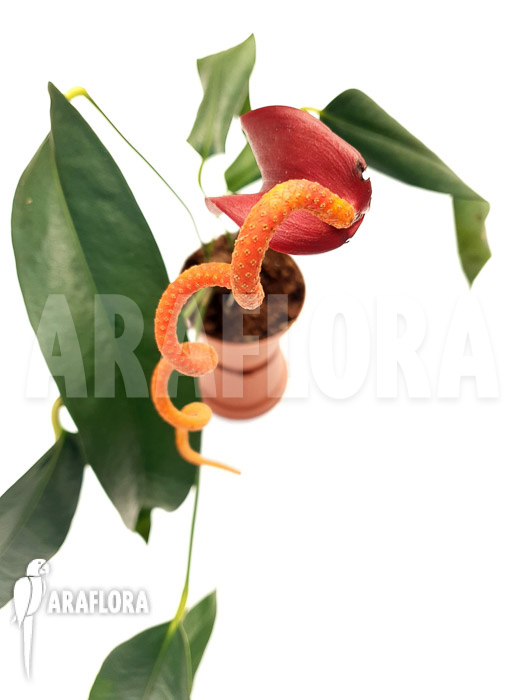 Anthurium wendlingeri x scherzerianum