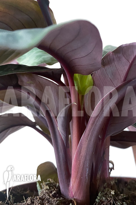 Apoballis acuminatissima ‘Lavallaei’