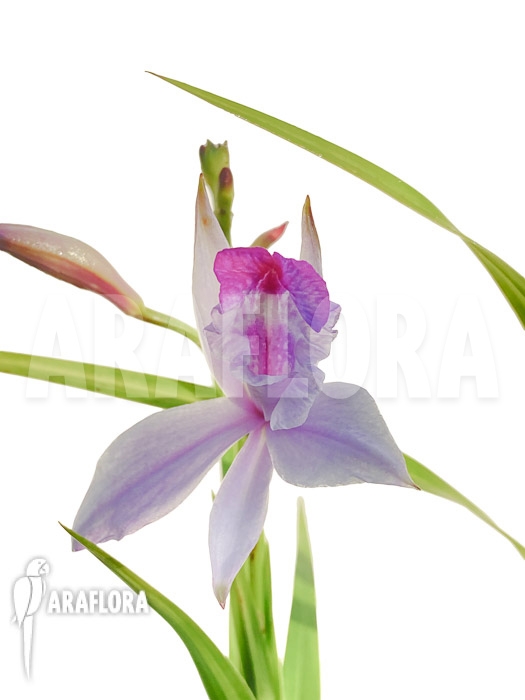 Arundina graminifolia