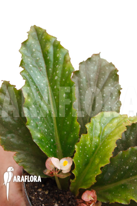 Begonia lanceolata rhizocarpa