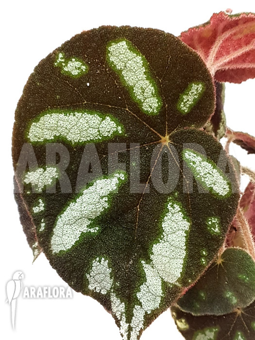 Begonia species Ngoc lac