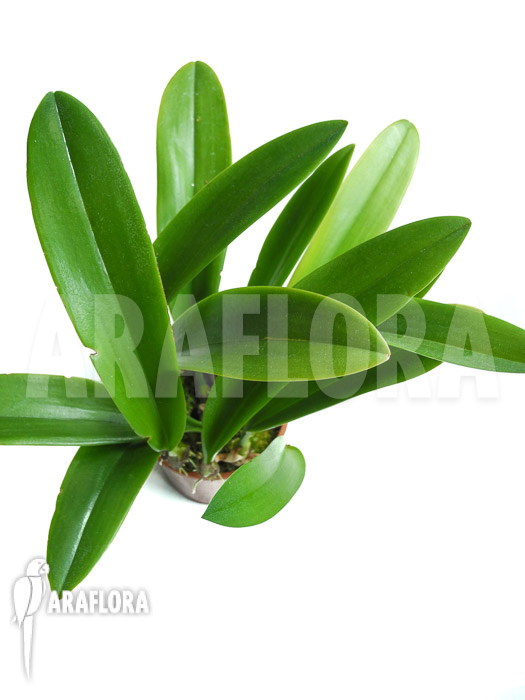 Bulbophyllum curtisii