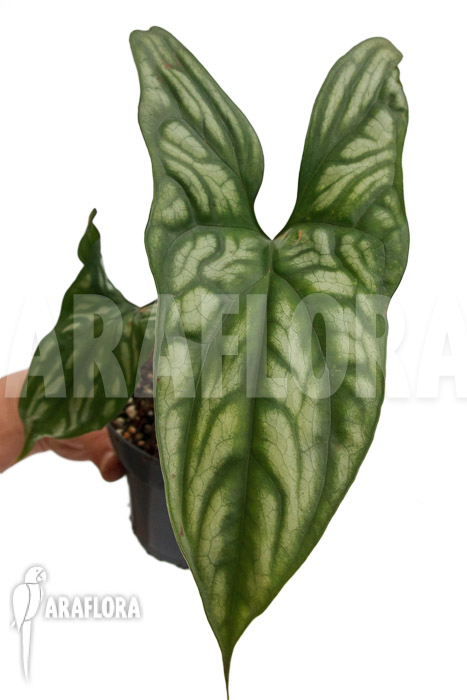 Cercestis mirabilis