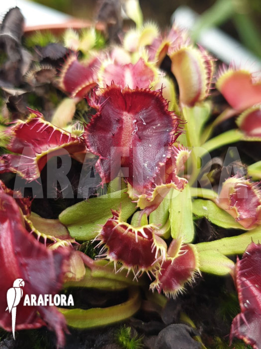 Dionaea muscipula ‘Avatar’