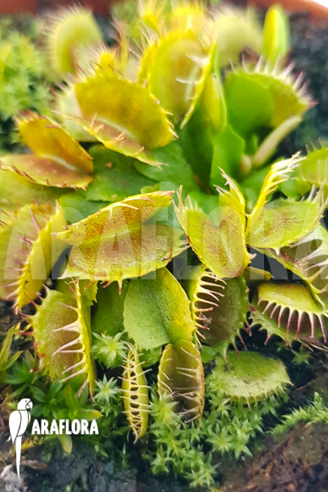 Dionaea muscipula ‘One and only 03’