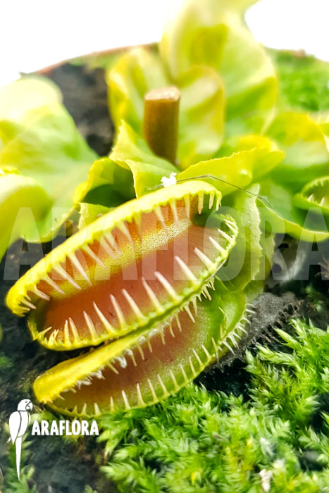 Dionaea muscipula ‘One and only 07’