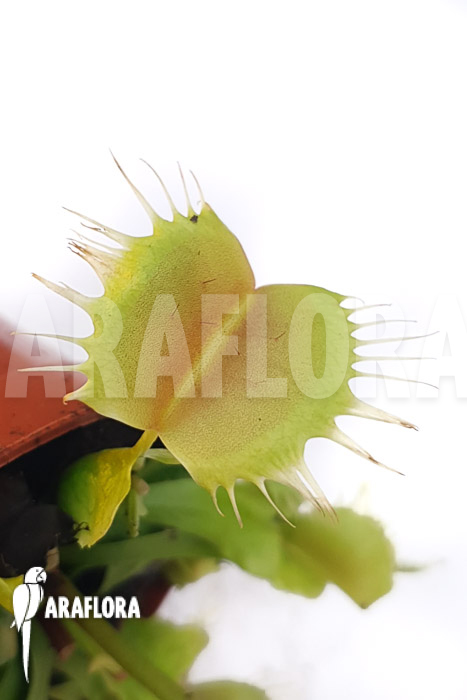 Dionaea muscipula ‘One and only 10’