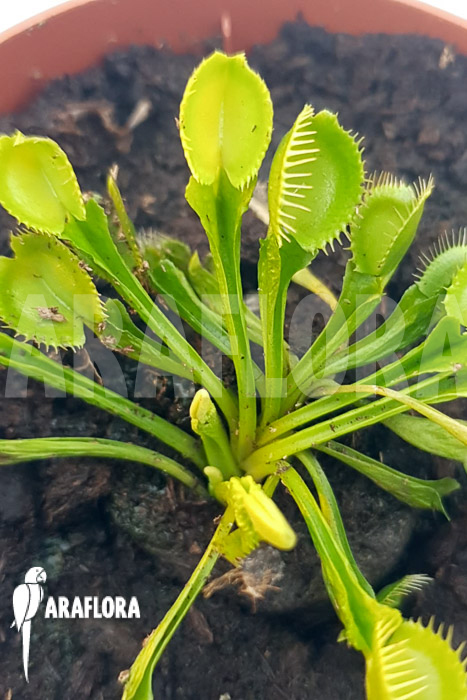 Dionaea muscipula ‘One and only 12’