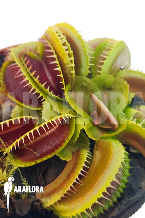 Dionaea muscipula ‘One and only 13’