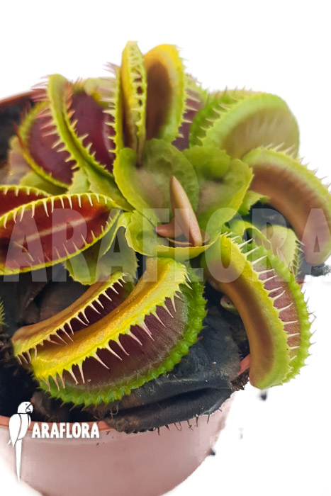 Dionaea muscipula ‘One and only 13’