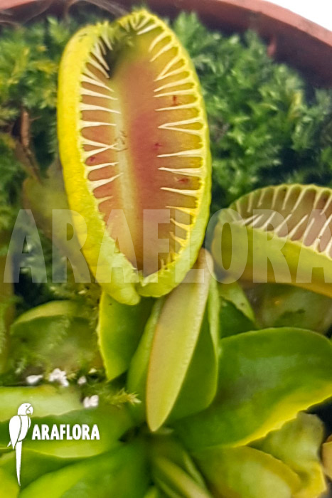 Dionaea muscipula ‘One and only 14’