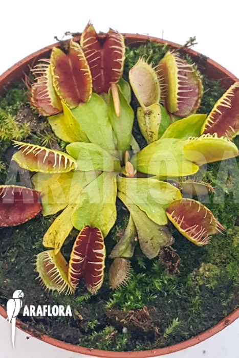 Dionaea muscipula ‘One and only 15’