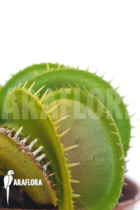 Dionaea muscipula ‘One and only 17’