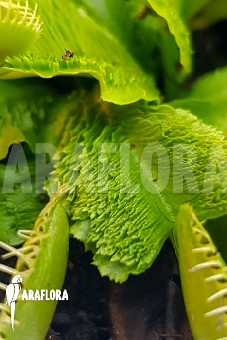 Dionaea muscipula ‘One and only 19’