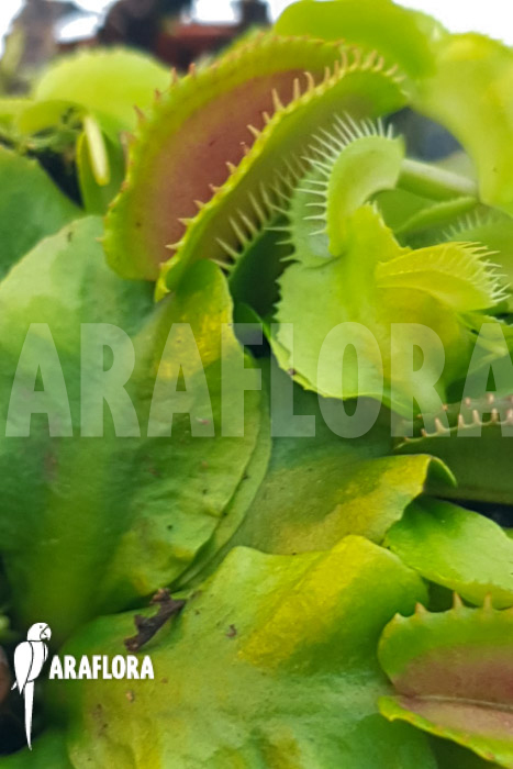 Dionaea muscipula ‘One and only 20’