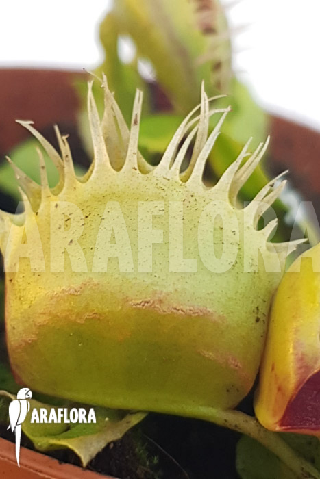 Dionaea muscipula ‘One and only 21’