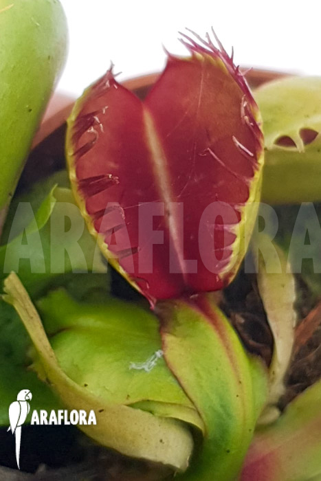 Dionaea muscipula ‘One and only 21’