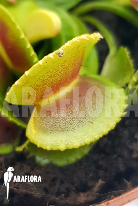 Dionaea muscipula ‘One and only 23’