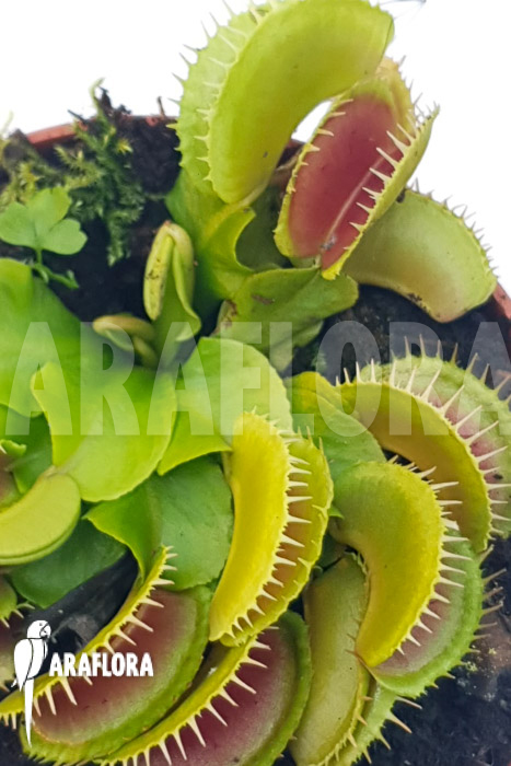 Dionaea muscipula ‘One and only 25’