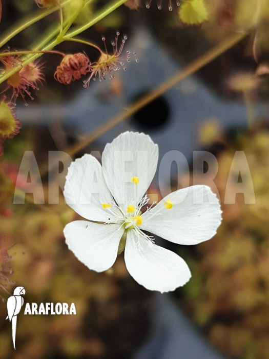 Drosera andersoniana