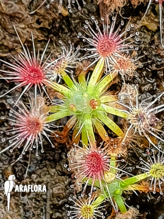 Drosera closterostigma