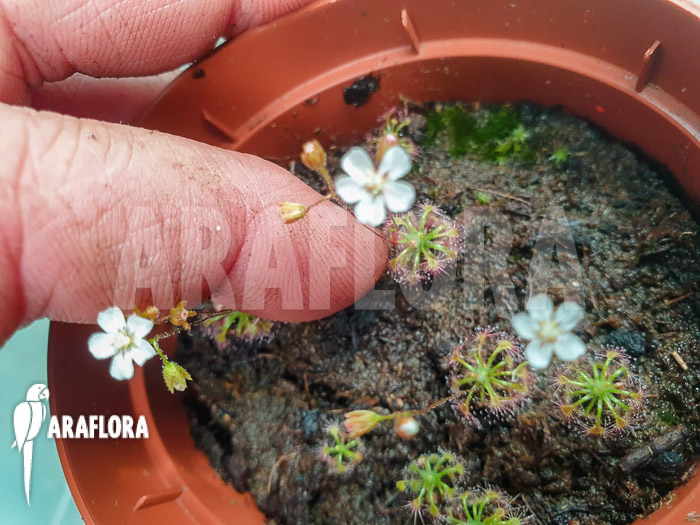 Drosera leucostigma