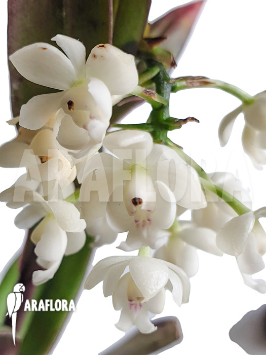 Epidendrum hugomedinae