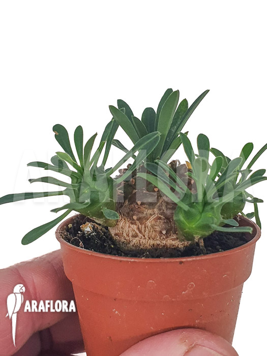 Euphorbia bupleurifolia ‘Starter’