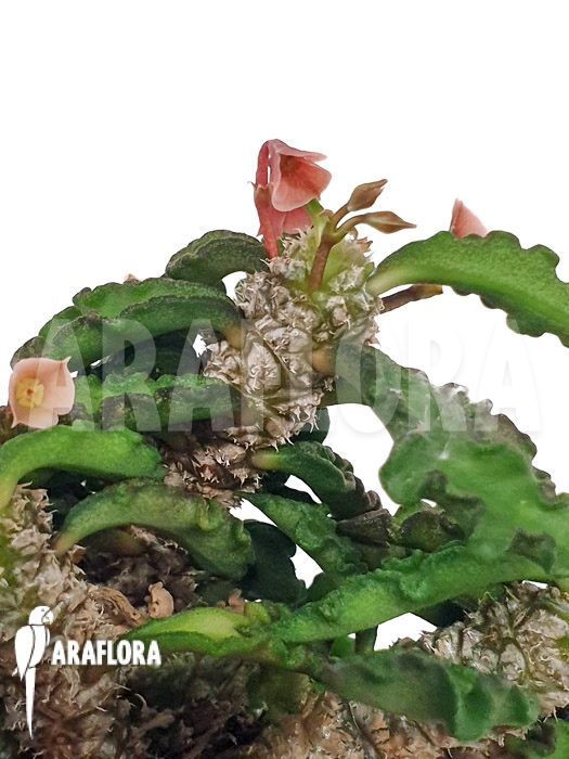 Euphorbia decaryi ‘L’