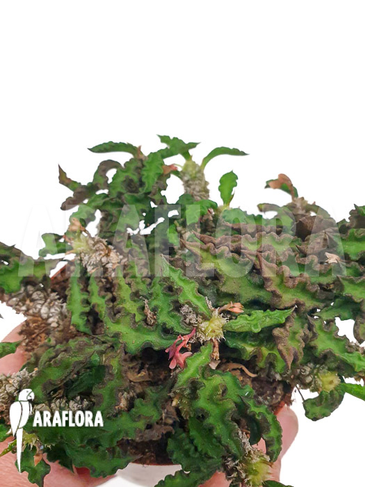 Euphorbia decaryi ‘L’