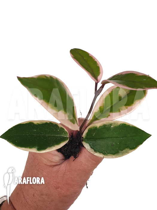 Hoya sp Flamingo dream ‘Starter’