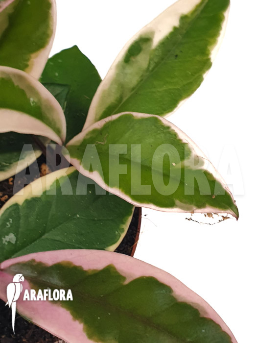 Hoya sp Flamingo dream ‘Starter’