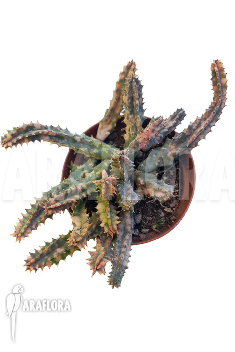 Huernia zebrina ‘pink’